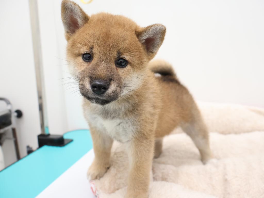 栃木県の柴犬(標準サイズ) (ペッツワン宇都宮平出店/2026年7月12日生まれ/女の子/赤)の子犬の2枚目の画像