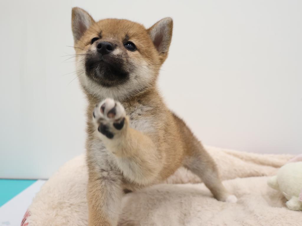 栃木県の柴犬(標準サイズ) (ペッツワン宇都宮平出店/2026年7月12日生まれ/女の子/赤)の子犬の3枚目の画像