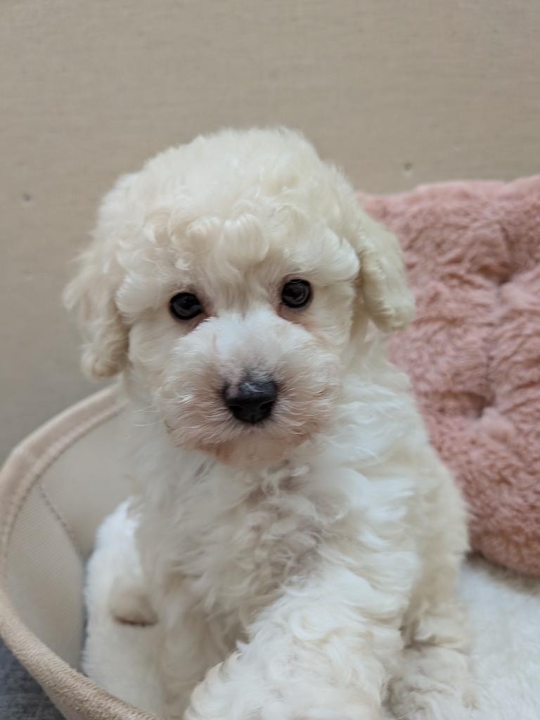 茨城県のトイプードル(トイ) (ペットアミ鹿嶋店/2026年7月4日生まれ/女の子/ホワイト)の子犬の1枚目の画像