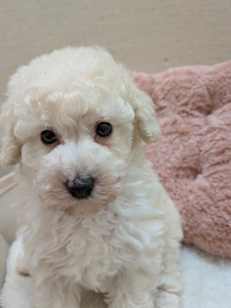 茨城県のトイプードル(トイ) (ペットアミ鹿嶋店/2026年7月4日生まれ/女の子/ホワイト)の子犬の2枚目の画像