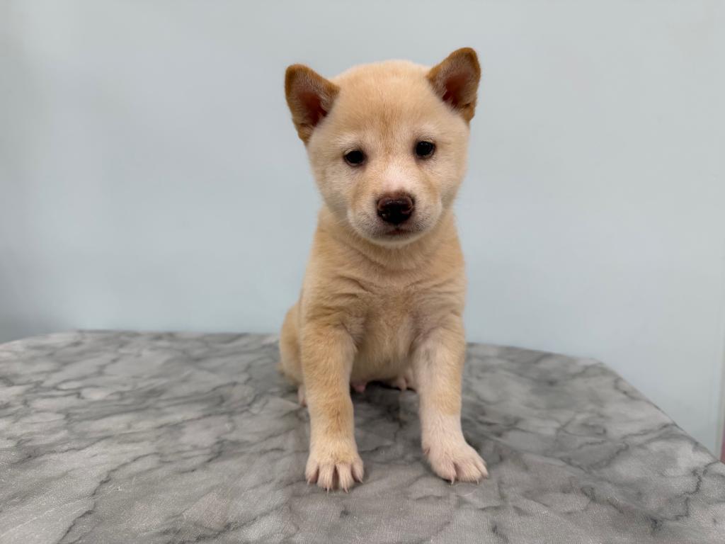 茨城県の柴犬(標準サイズ) (OneBuddy古河店/2026年7月16日生まれ/男の子/白)の子犬