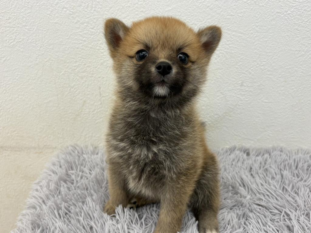 埼玉県のハーフ犬・ミックス犬 (ペットプラザ越谷大里店/2026年8月8日生まれ/女の子/その他色)の子犬の1枚目の画像