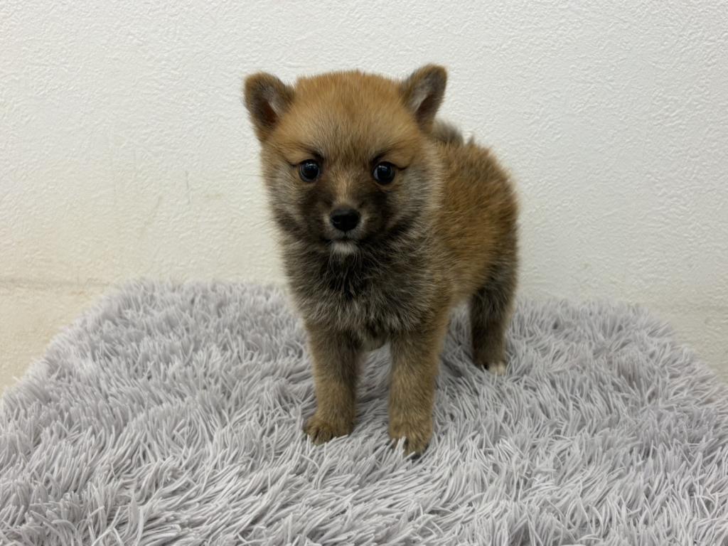 埼玉県のハーフ犬・ミックス犬 (ペットプラザ越谷大里店/2026年8月8日生まれ/女の子/その他色)の子犬の2枚目の画像