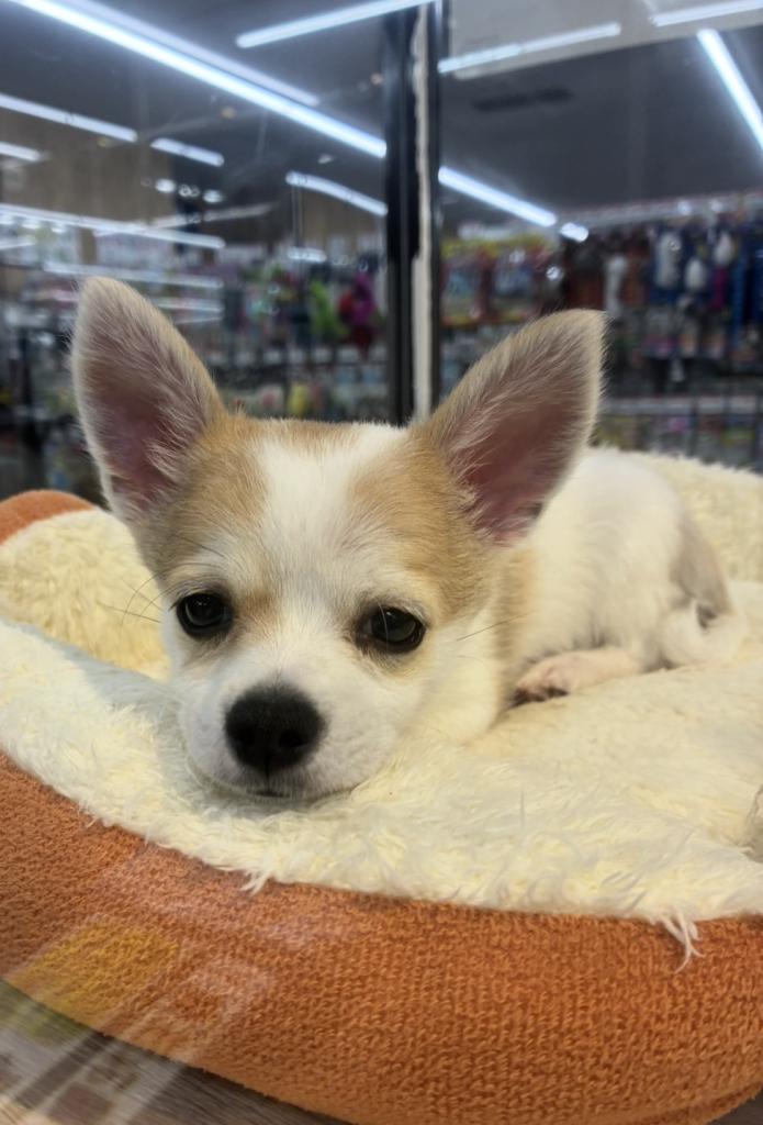 北海道のハーフ犬・ミックス犬 (ジャパンペッツトレーディング西岡店/2026年7月4日生まれ/男の子/その他色)の子犬の3枚目の画像