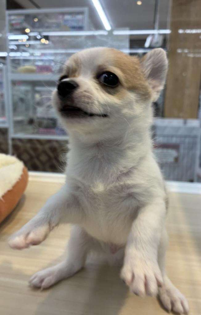 北海道のハーフ犬・ミックス犬 (ジャパンペッツトレーディング西岡店/2026年7月4日生まれ/男の子/その他色)の子犬の4枚目の画像