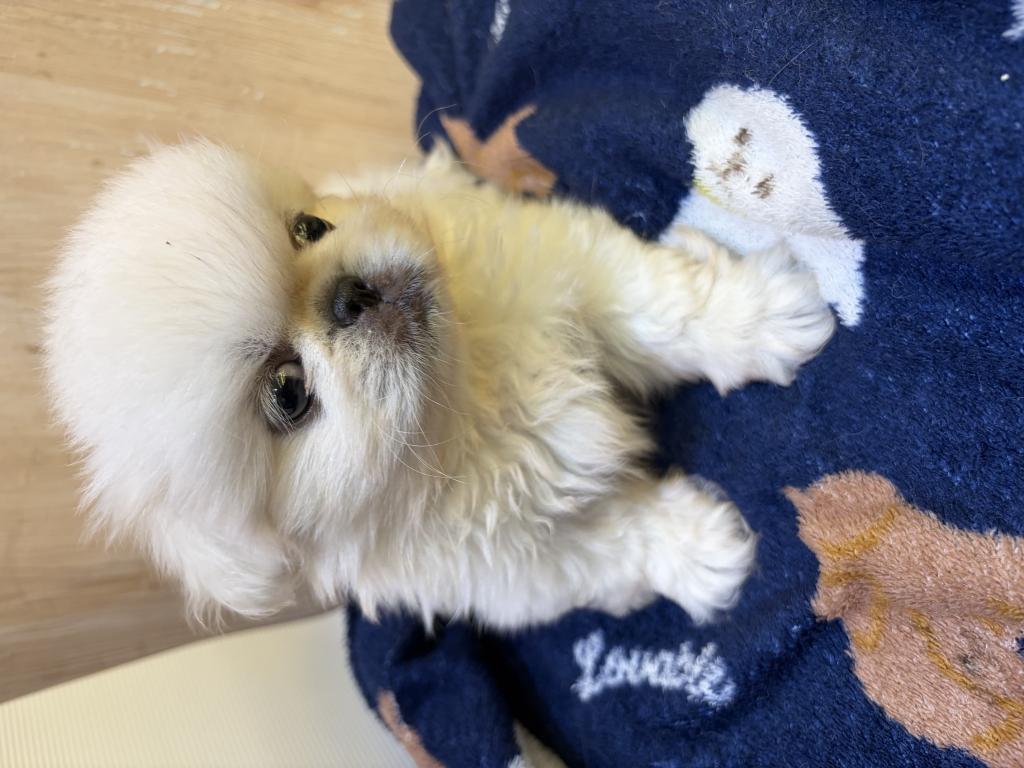 埼玉県のペキニーズ (OneDo吹上店/2026年7月3日生まれ/男の子/ホワイト)の子犬