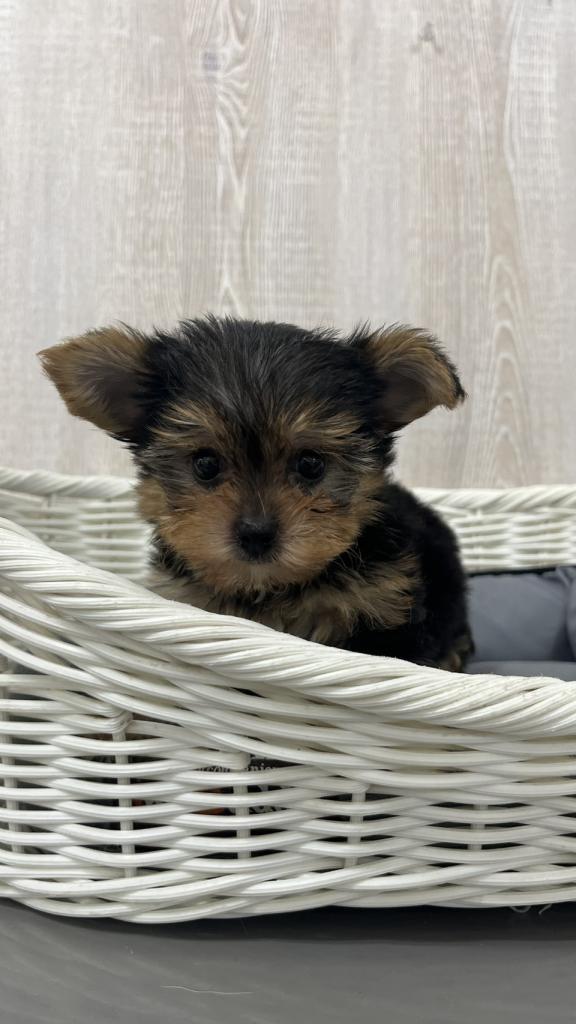 栃木県のヨークシャーテリア (OneBuddy宇都宮店/2026年7月18日生まれ/男の子/スチールブルータン)の子犬