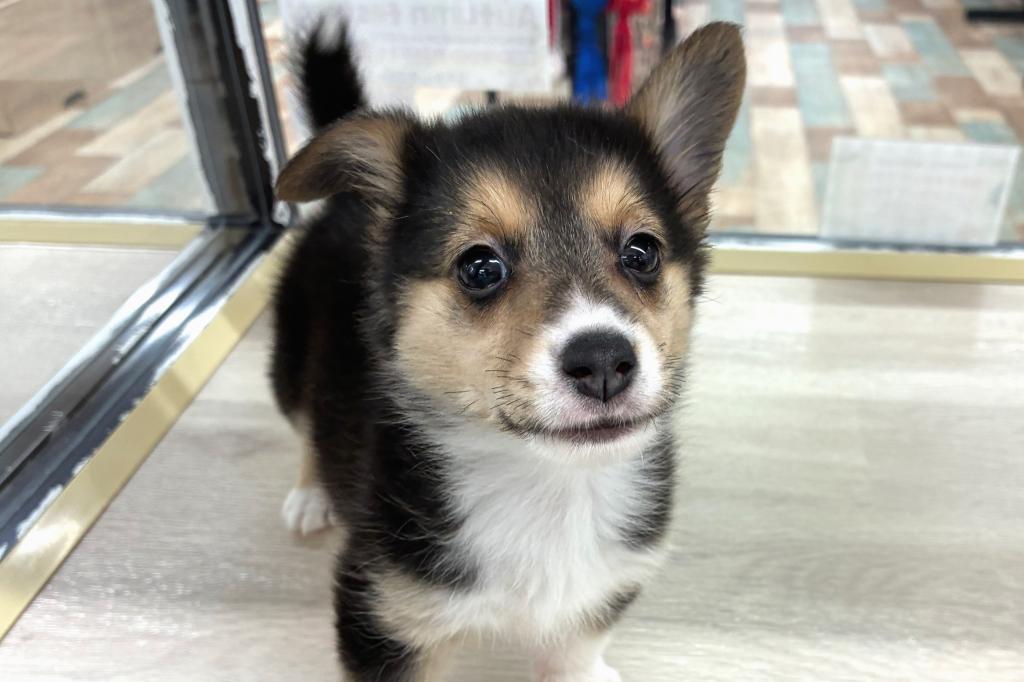 北海道のハーフ犬・ミックス犬 (ジャパンペッツトレーディング新発寒店/2026年7月26日生まれ/女の子/その他色)の子犬