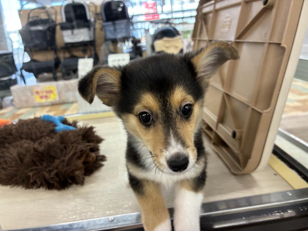 北海道のハーフ犬・ミックス犬 (ジャパンペッツトレーディング新発寒店/2026年7月26日生まれ/女の子/その他色)の子犬の2枚目の画像