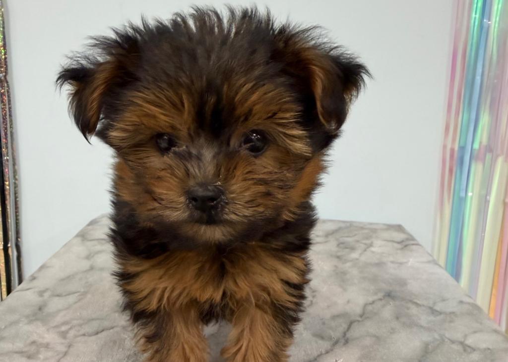 2026年8月7日生まれのハーフ犬・ミックス犬