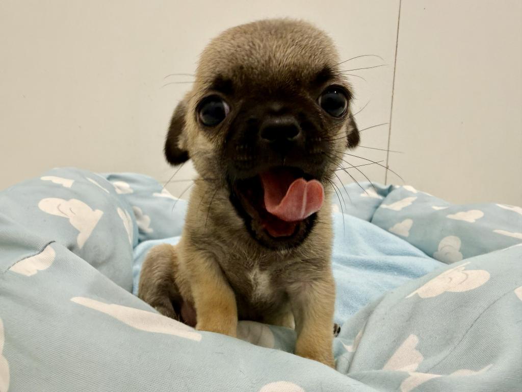 栃木県のハーフ犬・ミックス犬 (ペッツワン宇都宮平出店/2026年7月25日生まれ/女の子/その他色)の子犬の2枚目の画像