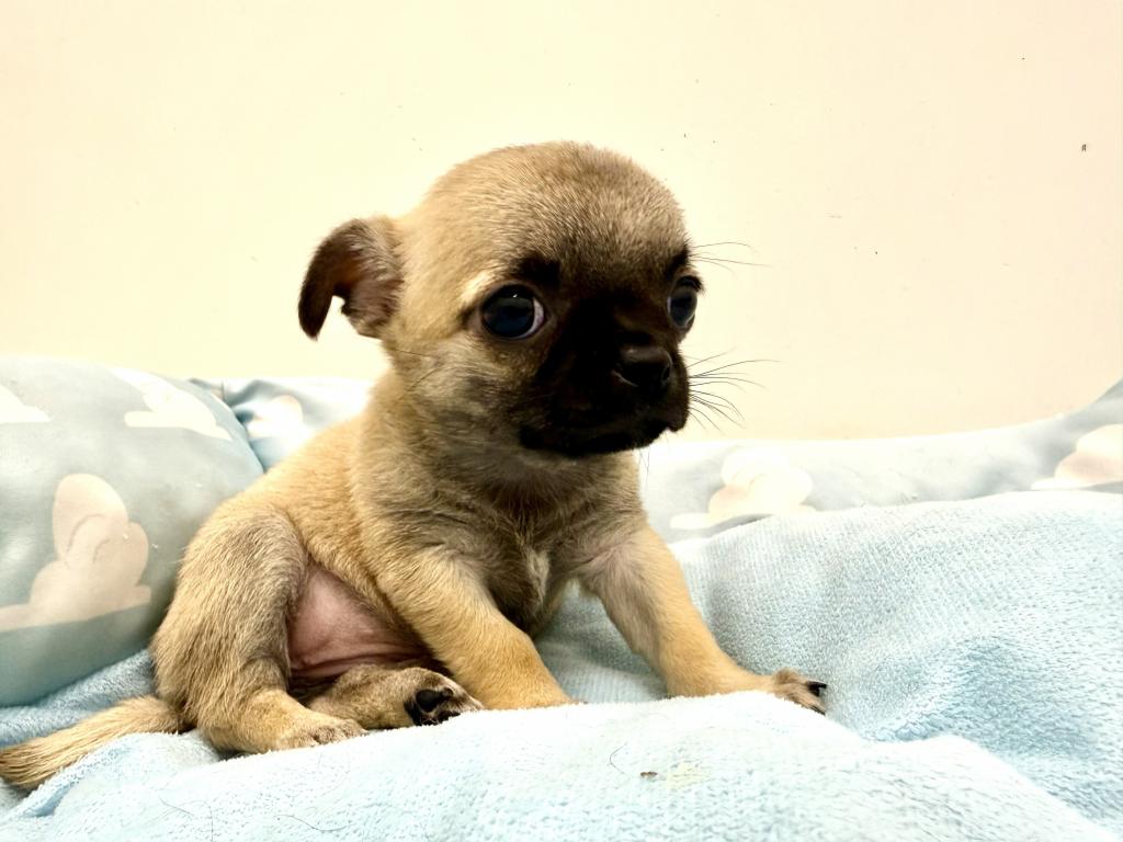 栃木県のハーフ犬・ミックス犬 (ペッツワン宇都宮平出店/2026年7月25日生まれ/女の子/その他色)の子犬の3枚目の画像