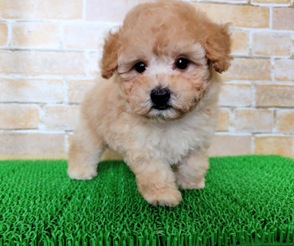 茨城県のハーフ犬・ミックス犬 (OneBuddyトモニー水戸店/2026年7月11日生まれ/男の子/アプリコット)の子犬