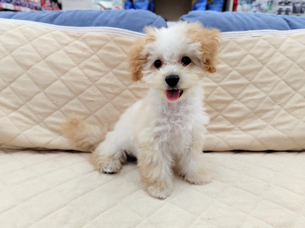 茨城県のハーフ犬・ミックス犬 (OneBuddyトモニー水戸店/2026年7月11日生まれ/男の子/アプリコット)の子犬の2枚目の画像