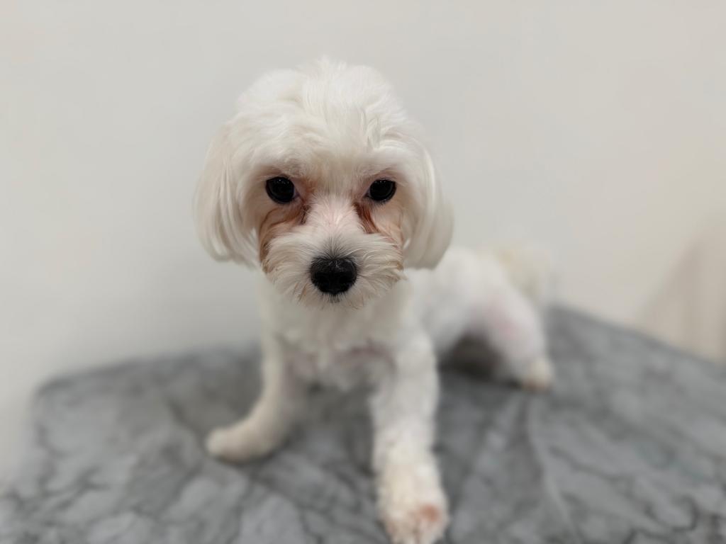 茨城県のマルチーズ (OneBuddy古河店/2024年11月4日生まれ/女の子/ホワイト)の子犬の1枚目の画像