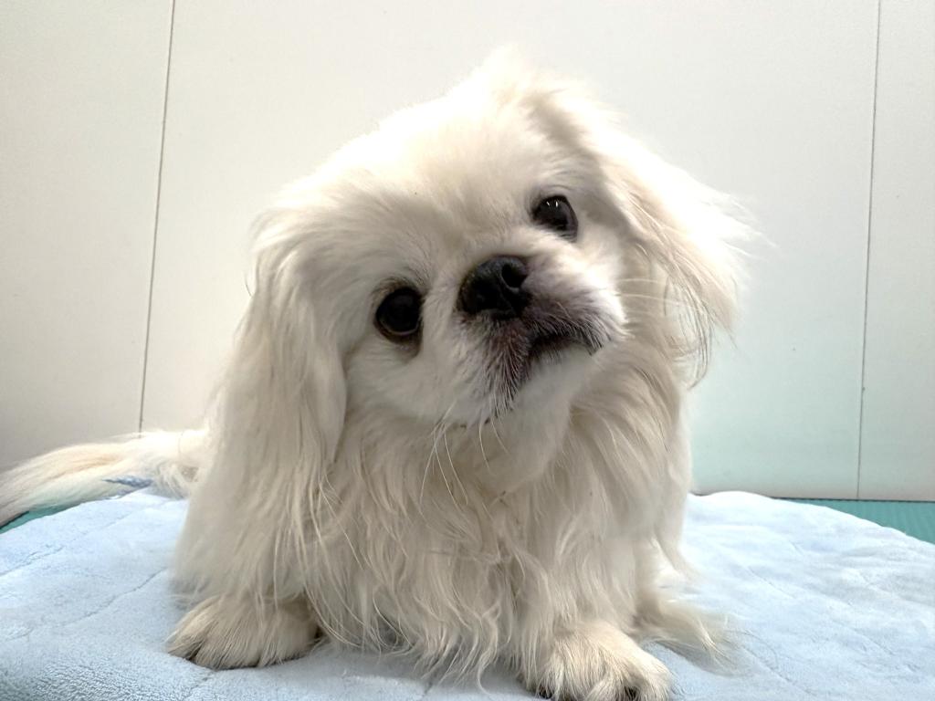 栃木県のペキニーズ (ペッツワン宇都宮平出店/2025年3月14日生まれ/男の子/ホワイト)の子犬の3枚目の画像