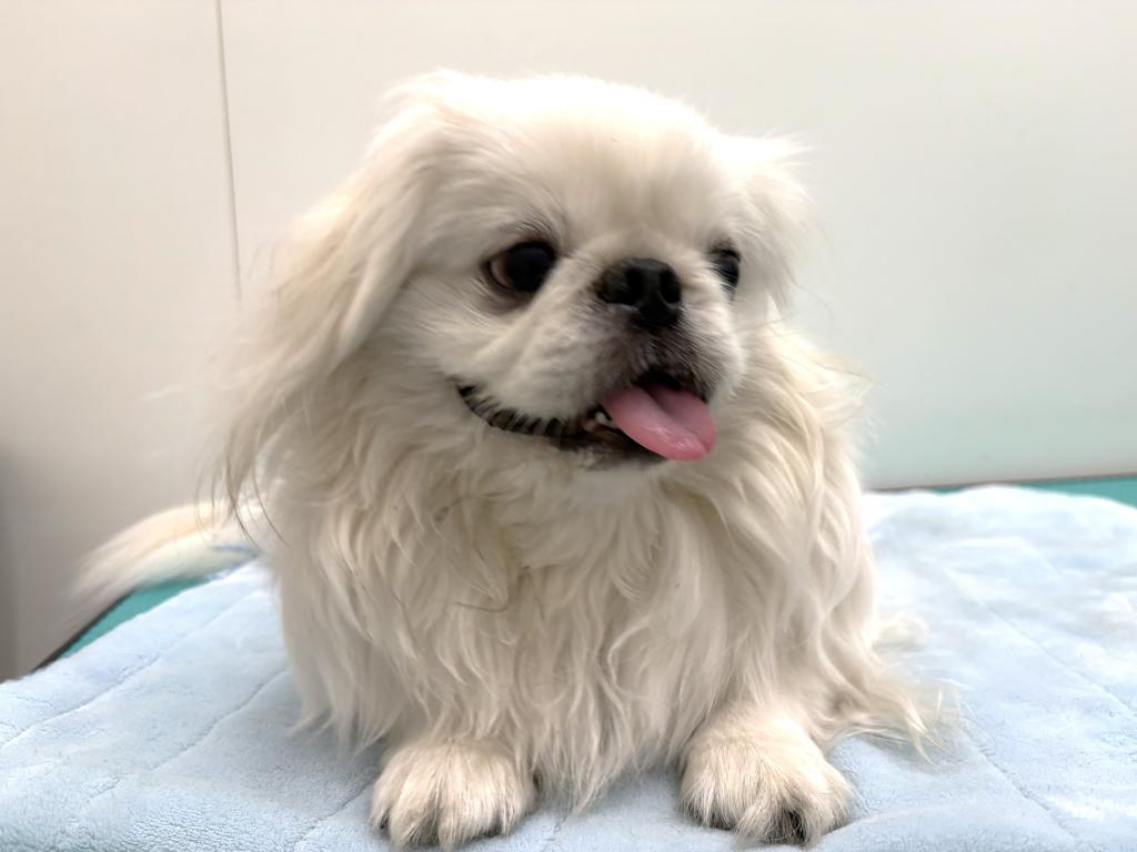 栃木県のペキニーズ (ペッツワン宇都宮平出店/2025年3月14日生まれ/男の子/ホワイト)の子犬の2枚目の画像