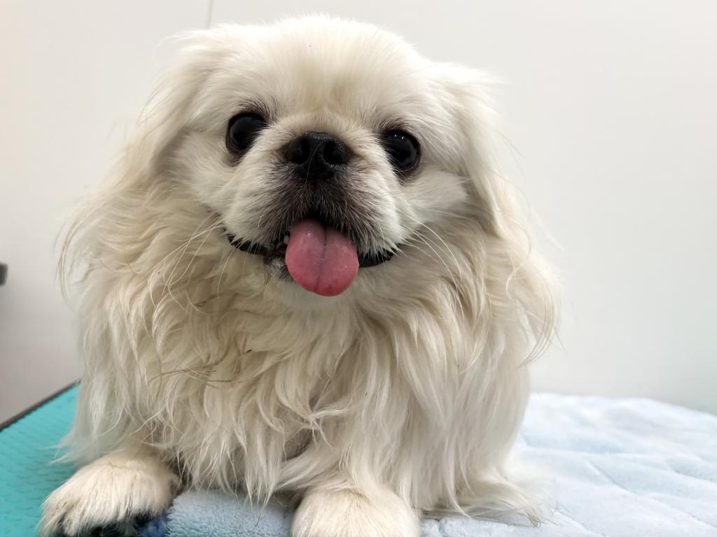 栃木県のペキニーズ (ペッツワン宇都宮平出店/2025年3月14日生まれ/男の子/ホワイト)の子犬の1枚目の画像