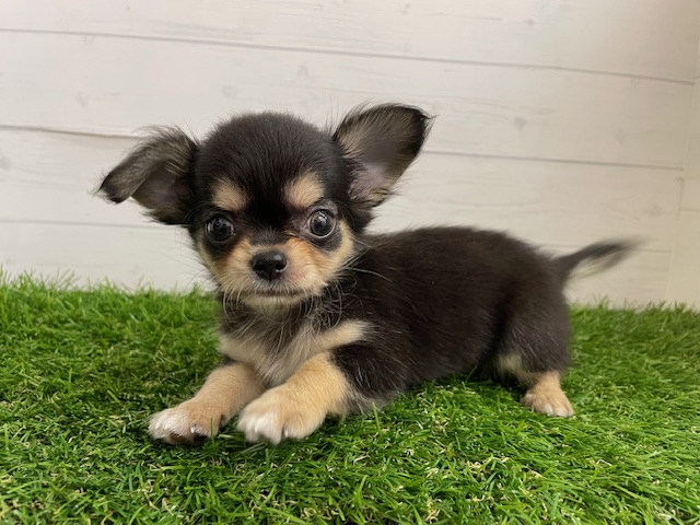 茨城県のチワワ(ロング) (ペッツワン日立店/2025年7月3日生まれ/男の子/ブラックタン)の子犬