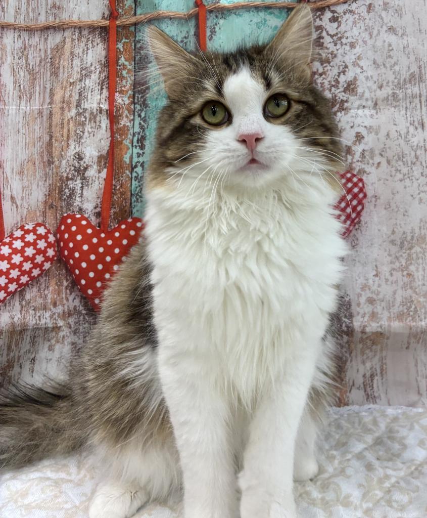 北海道のサイベリアン (ジャパンペッツトレーディング伏古店/2025年8月10日生まれ/男の子/ブラックタビーホワイト)の子猫の2枚目の画像