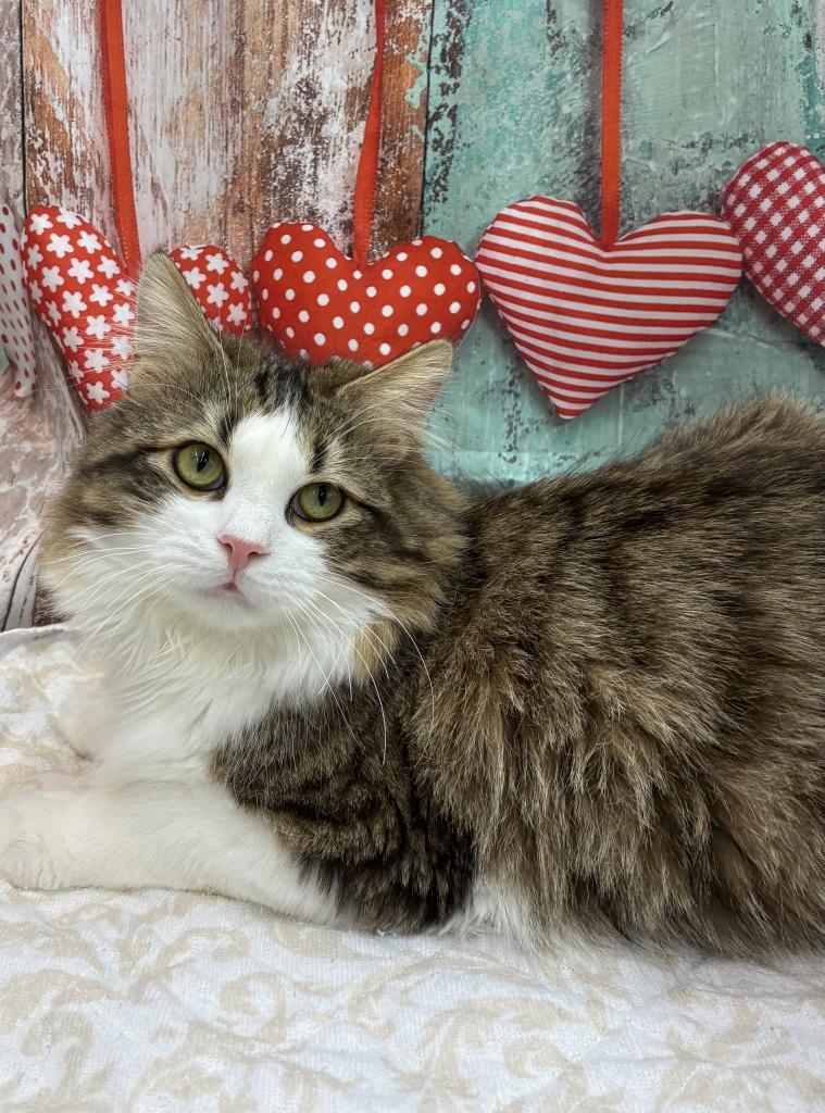 北海道のサイベリアン (ジャパンペッツトレーディング伏古店/2025年8月10日生まれ/男の子/ブラックタビーホワイト)の子猫の3枚目の画像