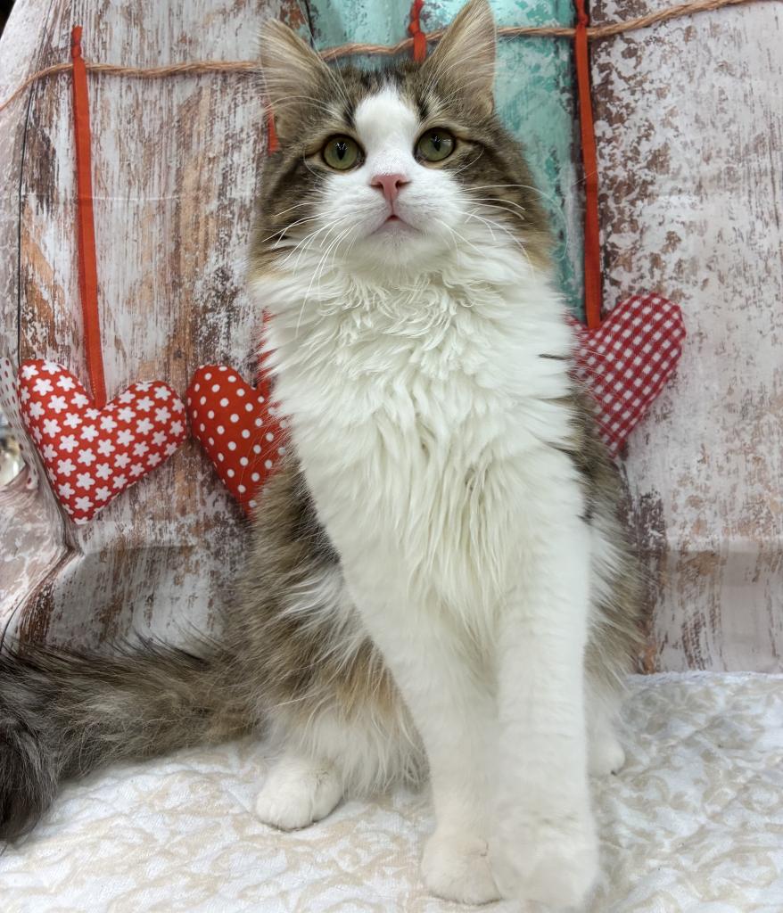 北海道のサイベリアン (ジャパンペッツトレーディング伏古店/2025年8月10日生まれ/男の子/ブラックタビーホワイト)の子猫の4枚目の画像