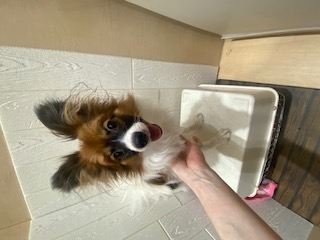 茨城県のパピヨン (ペットアミ鹿嶋店/2025年6月3日生まれ/男の子/W/BR)の子犬の2枚目の画像