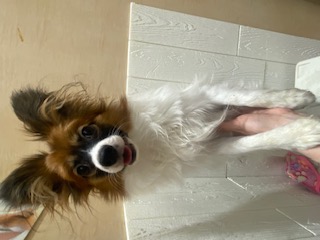 茨城県のパピヨン (ペットアミ鹿嶋店/2025年6月3日生まれ/男の子/W/BR)の子犬の3枚目の画像