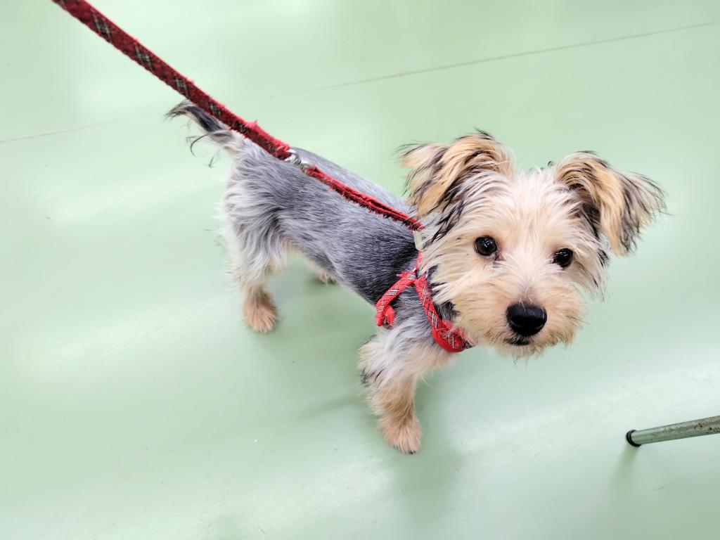 茨城県のヨークシャーテリア (OneBuddyトモニー水戸店/2025年6月7日生まれ/男の子/SB/T)の子犬の4枚目の画像