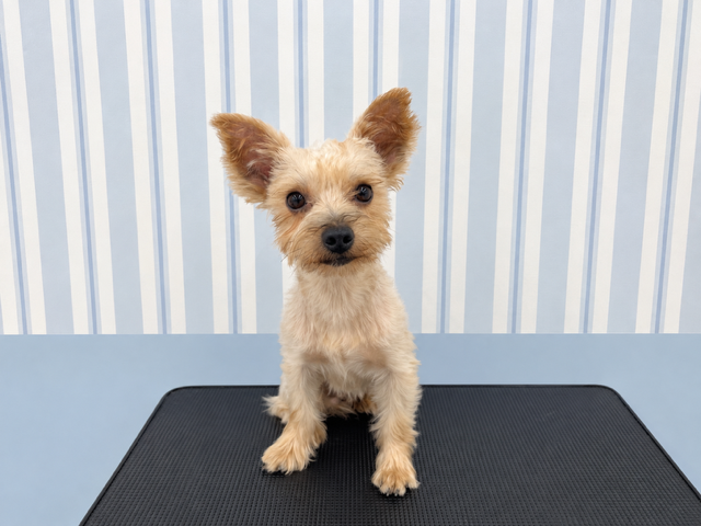 茨城県のヨークシャーテリア (犬の牧場/2025年6月7日生まれ/男の子/SB/T)の子犬の1枚目の画像