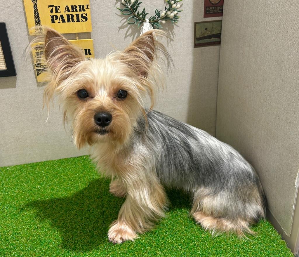 茨城県のヨークシャーテリア (ペッツワン水戸店/2025年6月7日生まれ/女の子/SB/T)の子犬の2枚目の画像