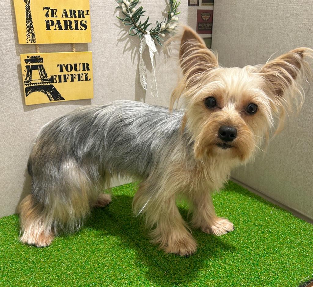 茨城県のヨークシャーテリア (ペッツワン水戸店/2025年6月7日生まれ/女の子/SB/T)の子犬の3枚目の画像