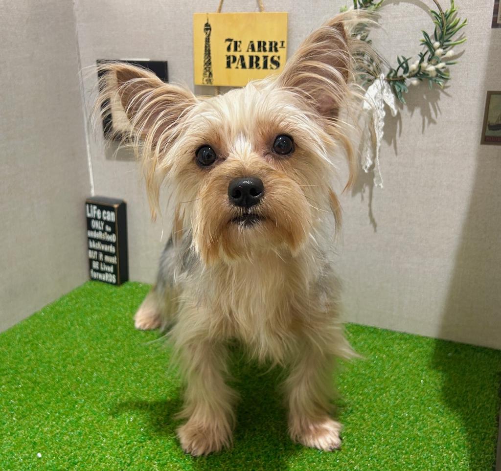 茨城県のヨークシャーテリア (ペッツワン水戸店/2025年6月7日生まれ/女の子/SB/T)の子犬の4枚目の画像