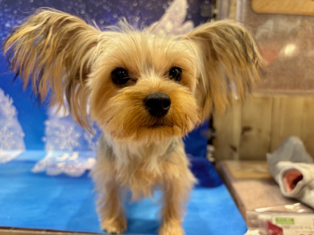 栃木県のヨークシャーテリア (ペッツワン小山店/2025年6月7日生まれ/女の子/SB/T)の子犬の1枚目の画像