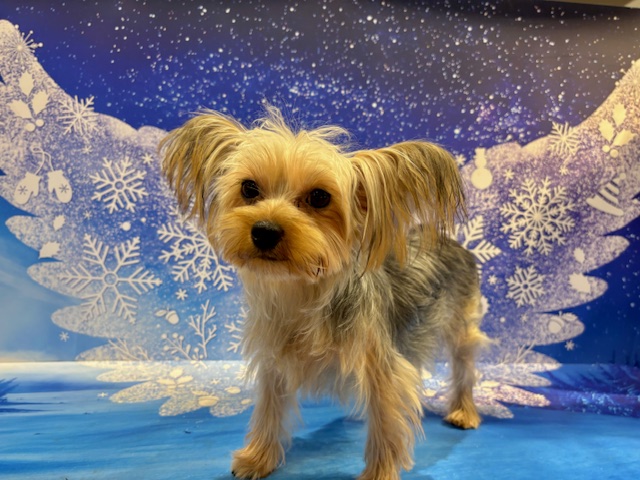 栃木県のヨークシャーテリア (ペッツワン小山店/2025年6月7日生まれ/女の子/SB/T)の子犬の3枚目の画像