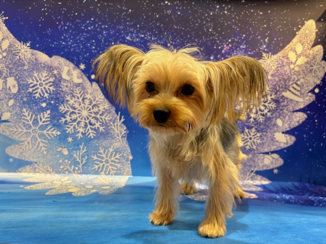 栃木県のヨークシャーテリア (ペッツワン小山店/2025年6月7日生まれ/女の子/SB/T)の子犬の4枚目の画像