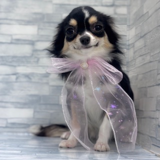 埼玉県のチワワ(ロング) (ニコペットセレクトOneBuddy蕨錦町店/2025年5月16日生まれ/女の子/ブラックタンホワイト)の子犬の2枚目の画像