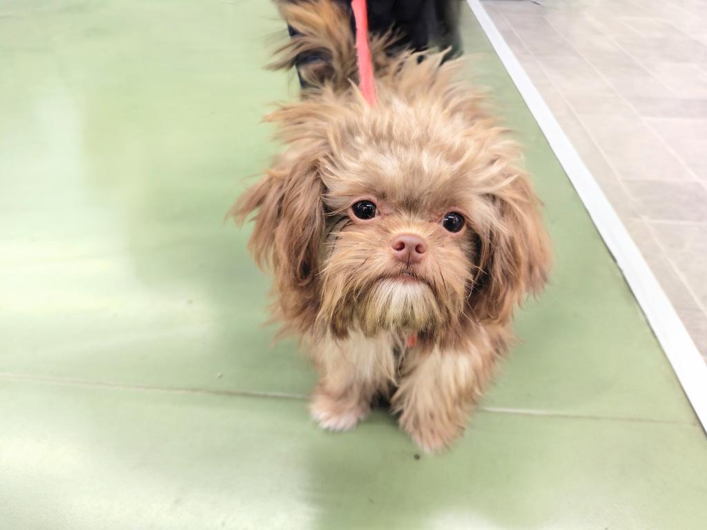 茨城県のハーフ犬・ミックス犬 (OneBuddyトモニー水戸店/2025年6月26日生まれ/女の子/チョコ/W)の子犬の2枚目の画像