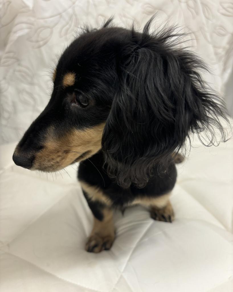 茨城県のミニチュアダックスフンド(ロング) (ペッツワン石岡玉里店/2025年7月16日生まれ/女の子/ブラックイエロー)の子犬の2枚目の画像