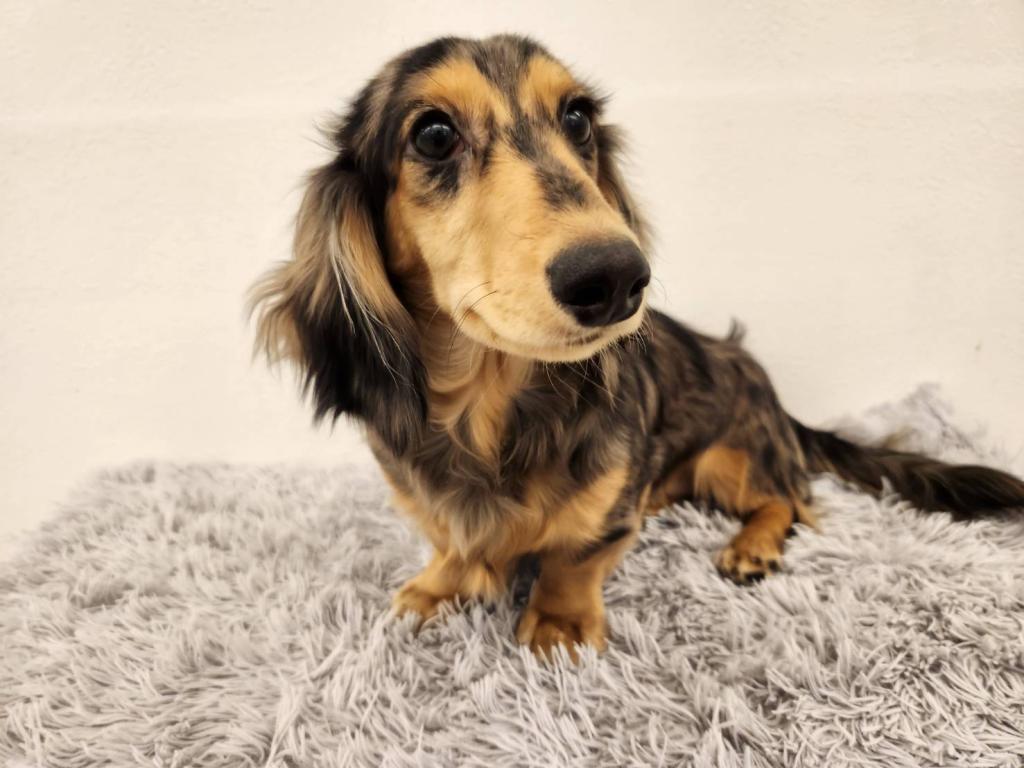 埼玉県のミニチュアダックスフンド(ロング) (ペットプラザ越谷大里店/2025年7月16日生まれ/女の子/シルバーダップル)の子犬の3枚目の画像