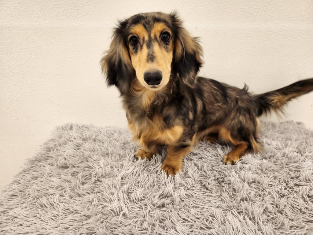 埼玉県のミニチュアダックスフンド(ロング) (ペットプラザ越谷大里店/2025年7月16日生まれ/女の子/シルバーダップル)の子犬の4枚目の画像