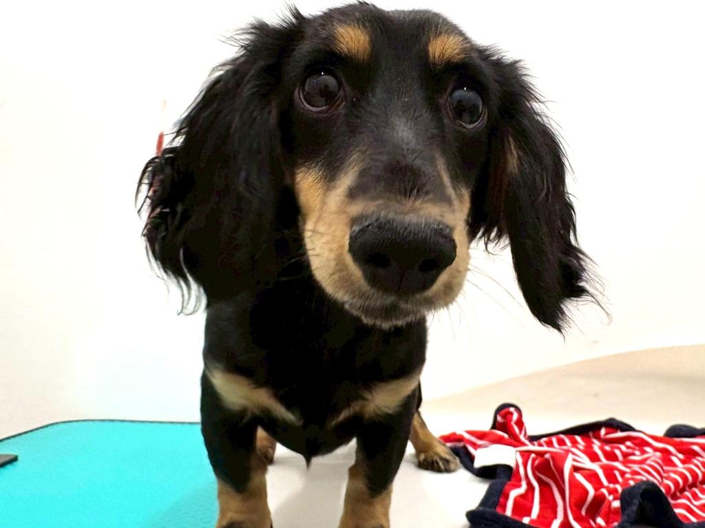 栃木県のミニチュアダックスフンド(ロング) (ペッツワン宇都宮平出店/2025年7月16日生まれ/女の子/ブラックイエロー)の子犬の1枚目の画像