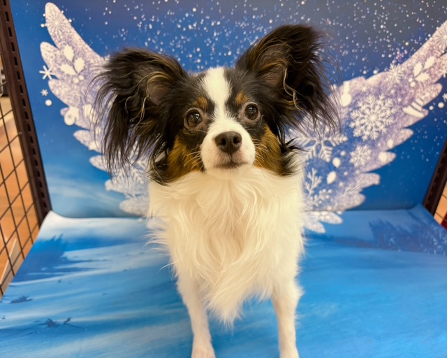 千葉県のパピヨン (ペッツワン木更津金田店/2025年6月22日生まれ/女の子/トライカラー)の子犬の3枚目の画像