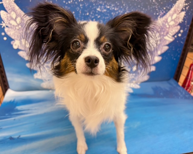 千葉県のパピヨン (ペッツワン木更津金田店/2025年6月22日生まれ/女の子/トライカラー)の子犬の4枚目の画像