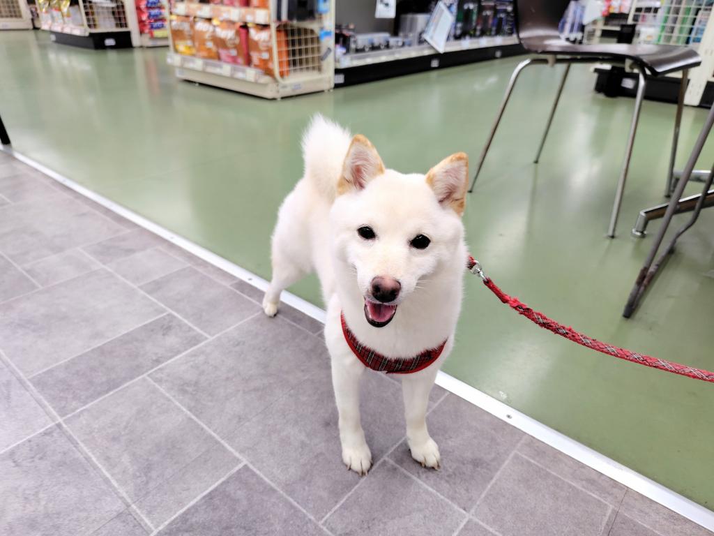 茨城県の豆柴 (OneBuddyトモニー水戸店/2025年8月12日生まれ/女の子/白)の子犬の3枚目の画像