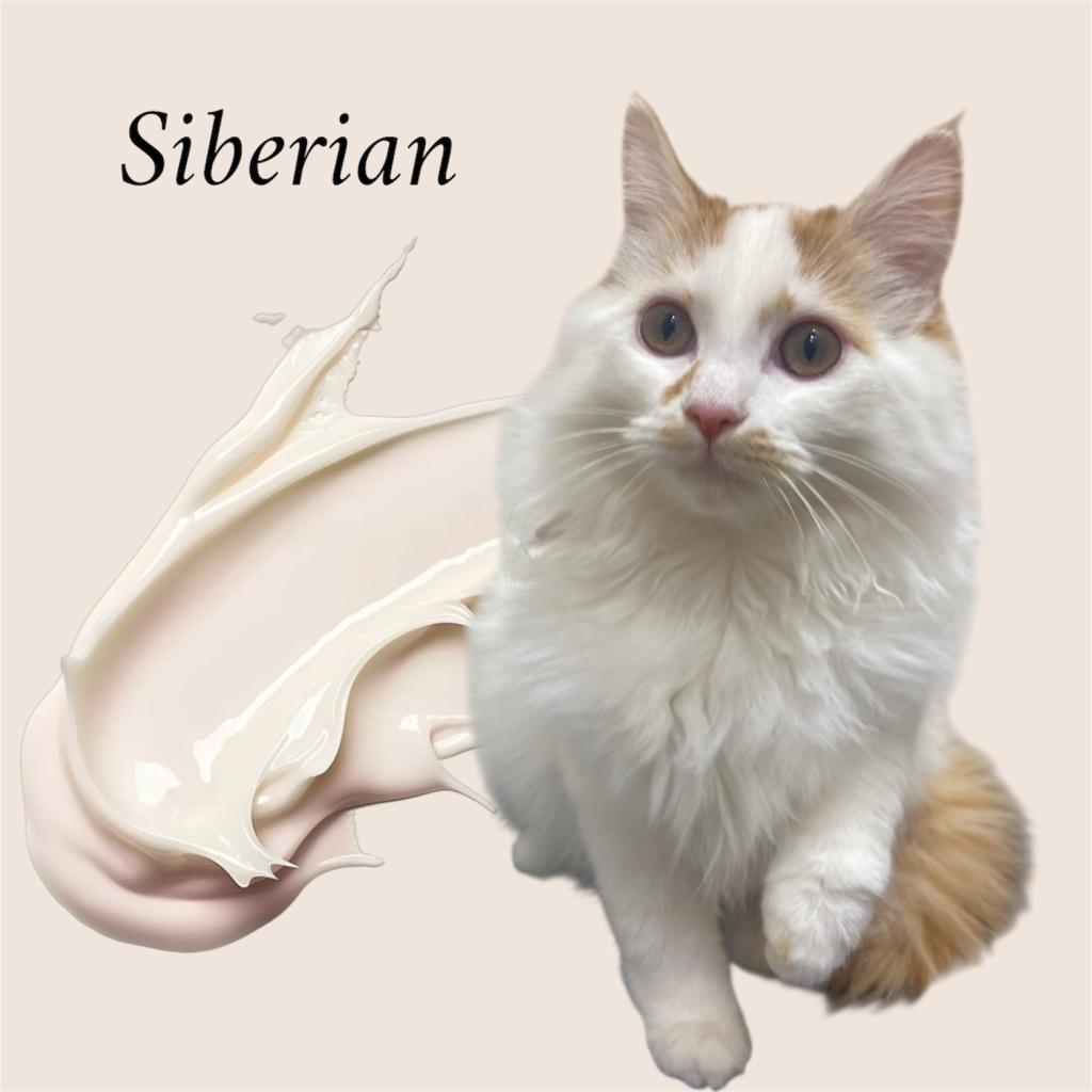 東京都のサイベリアン (OneBuddy仙川店/2025年8月31日生まれ/女の子/Rタビー/WHT)の子猫の2枚目の画像