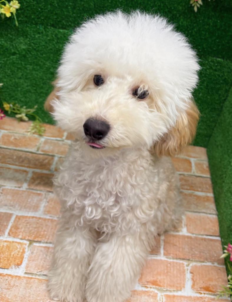 栃木県のトイプードル(トイ) (ペットアミ鹿沼店/2025年9月5日生まれ/男の子/AP)の子犬の1枚目の画像