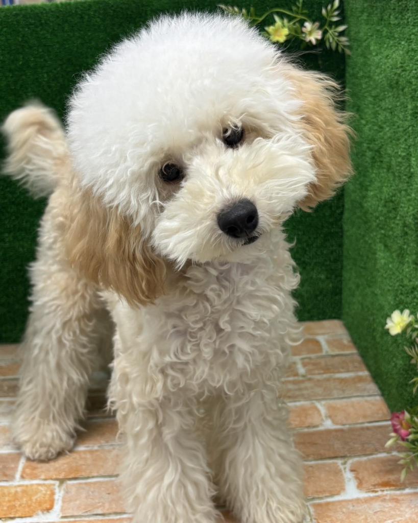 栃木県のトイプードル(トイ) (ペットアミ鹿沼店/2025年9月5日生まれ/男の子/AP)の子犬の1枚目の画像