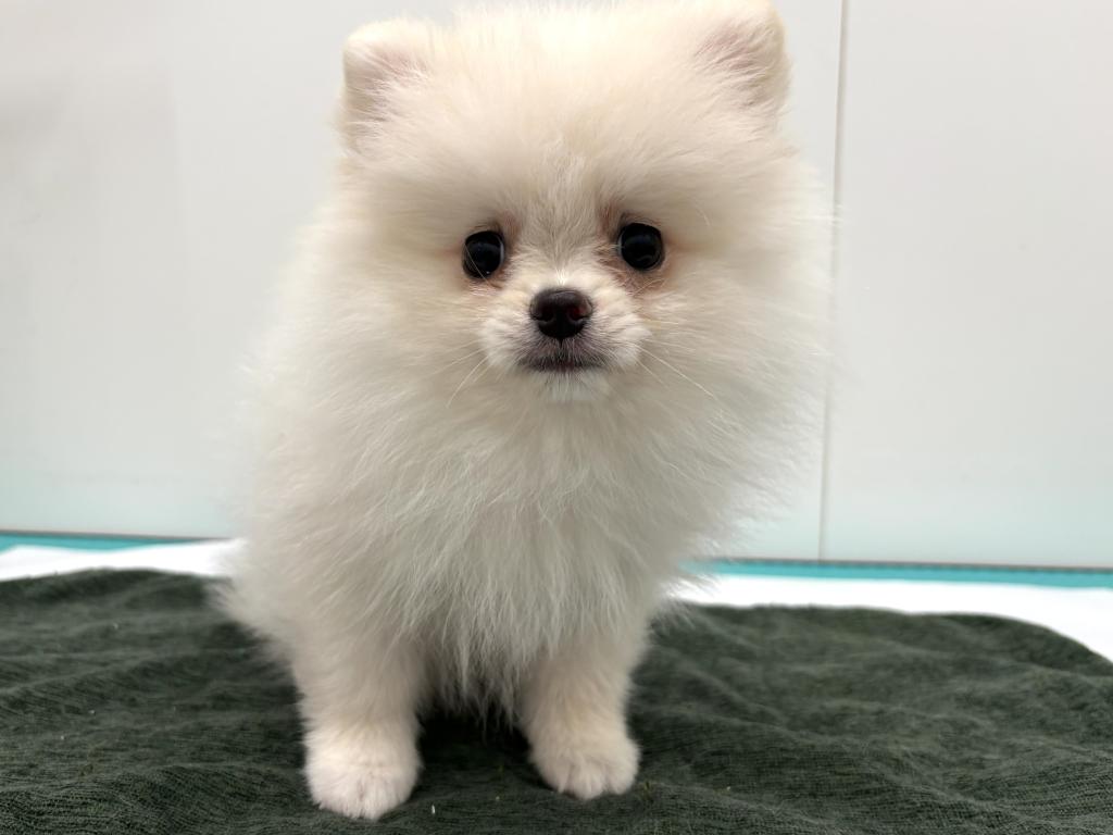 栃木県のポメラニアン (ペッツワン宇都宮平出店/2026年5月11日生まれ/男の子/クリーム)の子犬の1枚目の画像