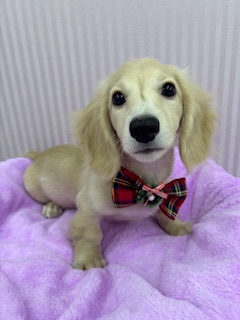 埼玉県のミニチュアダックスフンド(ロング) (OneBuddy南越谷店/2025年8月15日生まれ/男の子/イエロー)の子犬の1枚目の画像